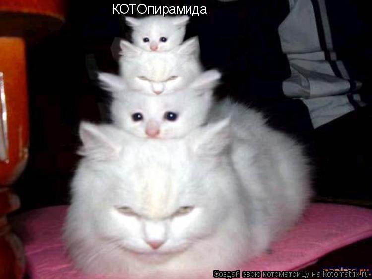 Котоматрица: КОТОпирамида
