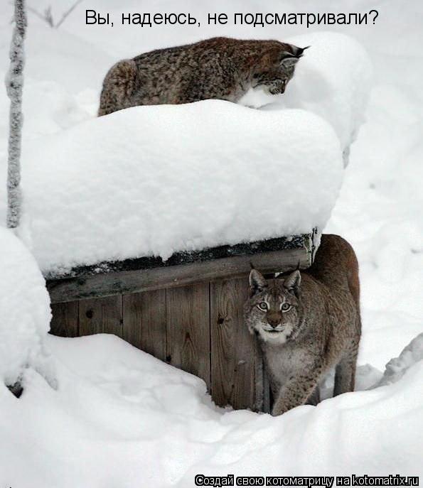 Котоматрица: Вы, надеюсь, не подсматривали?