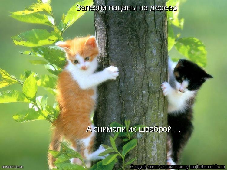 Котоматрица: Залезли пацаны на дерево А снимали их шваброй....