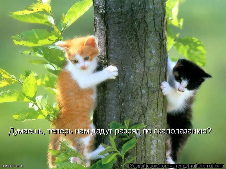 Котоматрица: Думаешь, теперь нам дадут разряд по скалолазанию?