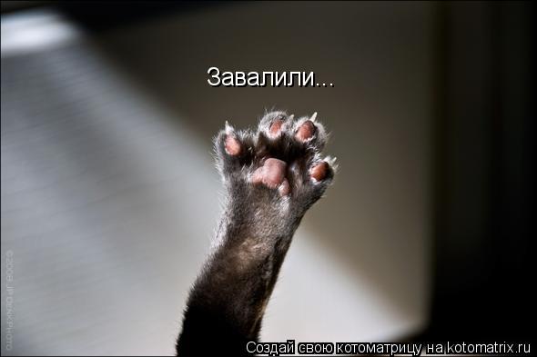 Котоматрица: Завалили...