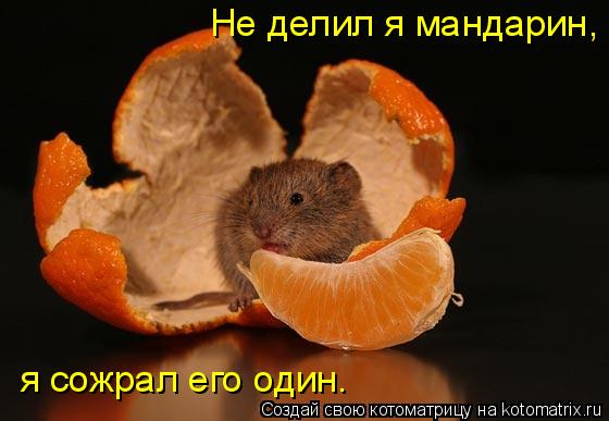 Котоматрица: Не делил я мандарин, я сожрал его один.