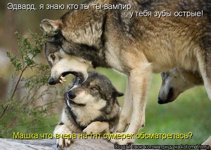 Котоматрица: Эдвард, я знаю кто ты ты вампир  у тебя зубы острые! Машка что вчера на тнт сумерек обсматрелась?