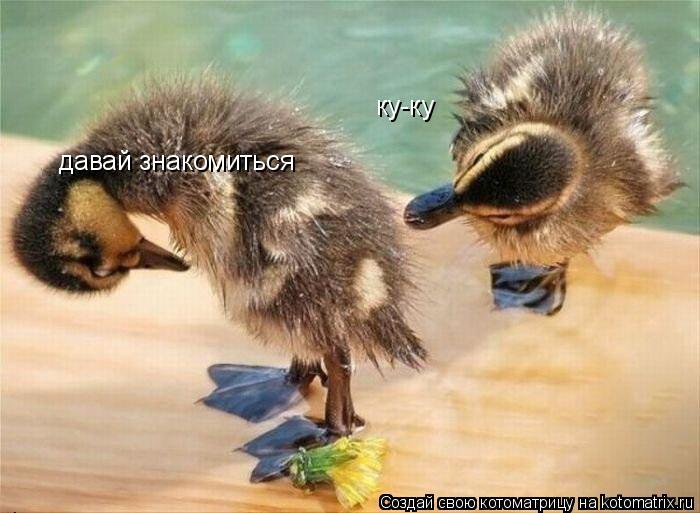 Котоматрица: ку-ку давай знакомиться