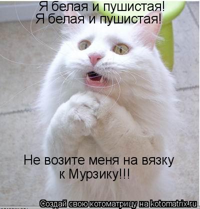 Я белая и пушистая! Я белая и пушистая! Не возите меня на вязку к Мурзику!!!... Котоматрица: Я белая и пушистая! Я белая и пушистая! Не возите меня на вязку к Мурзику!!!