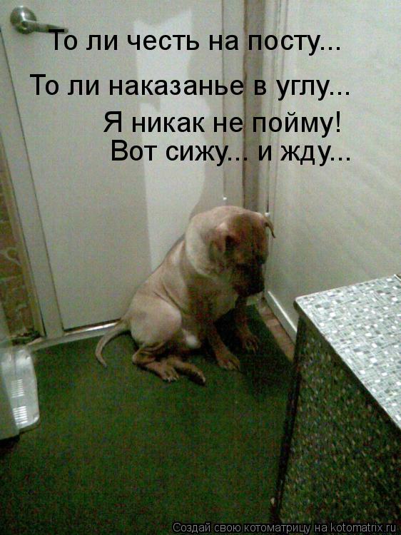 Котоматрица: То ли честь на посту... То ли наказанье в углу... Я никак не пойму! Вот сижу... и жду...