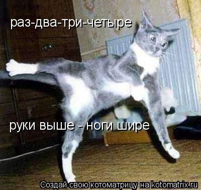 Котоматрица: раз-два-три-четыре руки выше - ноги шире