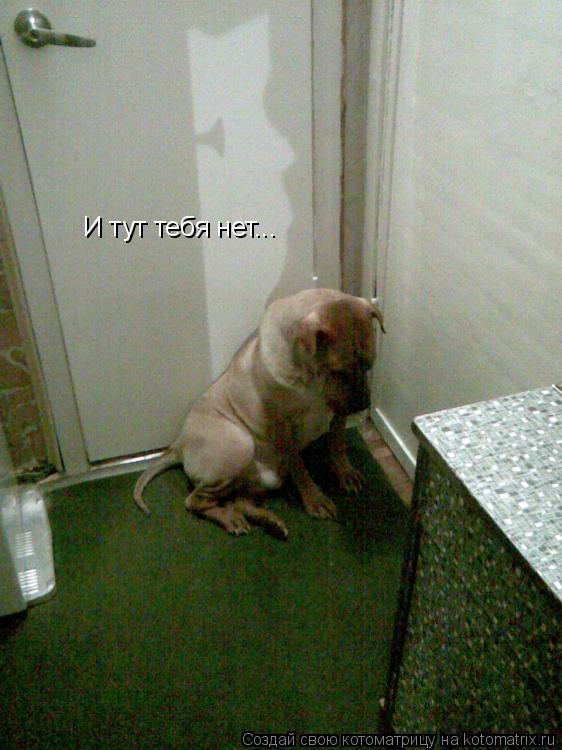 Котоматрица: И тут тебя нет...