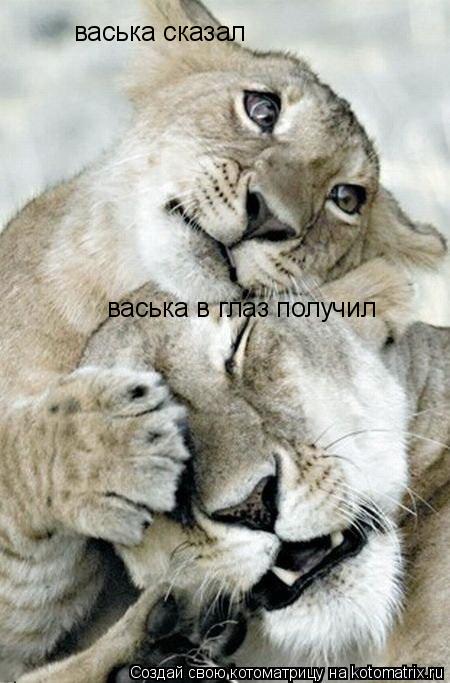 Котоматрица: васька сказал  васька в глаз получил