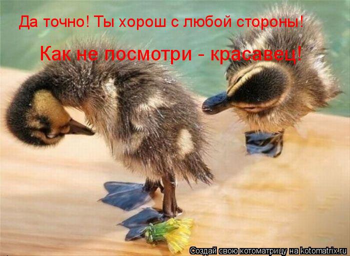 Котоматрица: Да точно! Ты хорош с любой стороны! Как не посмотри - красавец!