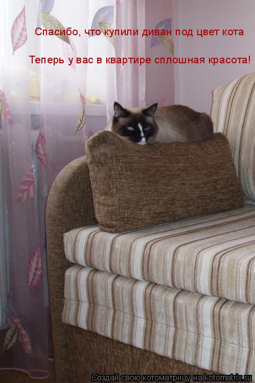 Котоматрица: Спасибо, что купили диван под цвет кота Теперь у вас в квартире сплошная красота!
