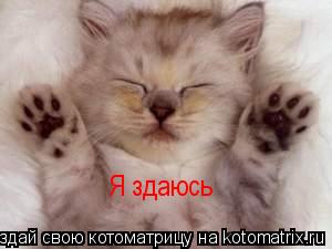 Котоматрица: Я здаюсь