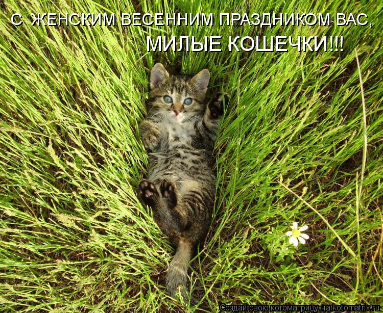 Котоматрица: С  ЖЕНСКИМ ВЕСЕННИМ ПРАЗДНИКОМ ВАС, МИЛЫЕ КОШЕЧКИ!!!