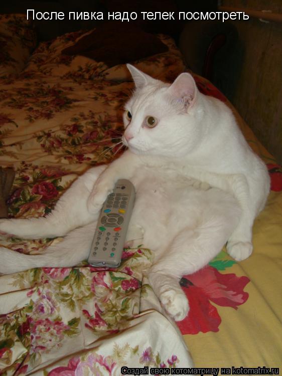 Котоматрица: После пивка надо телек посмотреть