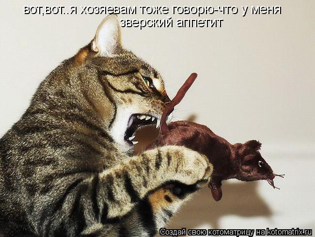 вот,вот..я хозяевам тоже говорю-что у меня зверский аппетит... Котоматрица: вот,вот..я хозяевам тоже говорю-что у меня зверский аппетит
