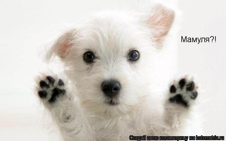 Котоматрица: Мамуля?!