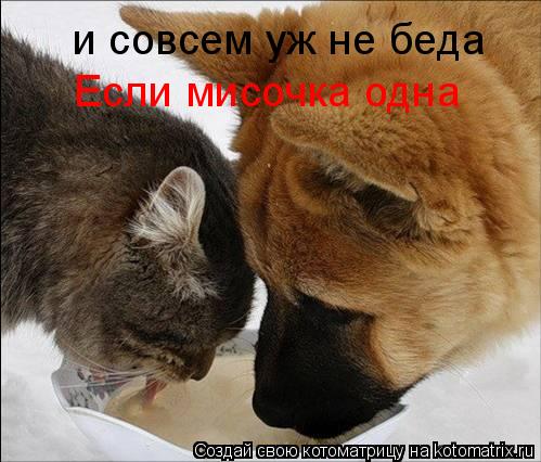 Котоматрица: и совсем уж не беда Если мисочка одна