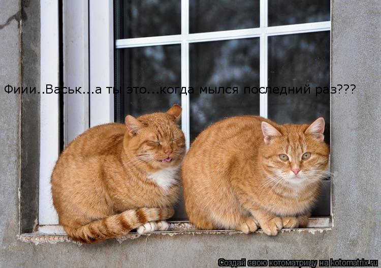 Котоматрица: Фиии..Васьк...а ты это...когда мылся последний раз???