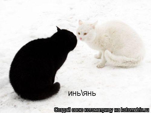 Котоматрица: иньянь