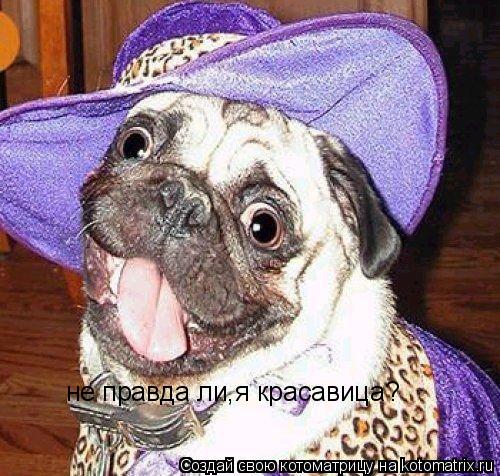 Котоматрица: не правда ли,я красавица?