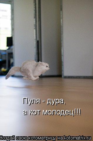 Котоматрица: Пуля - дура, а кот молодец!!!
