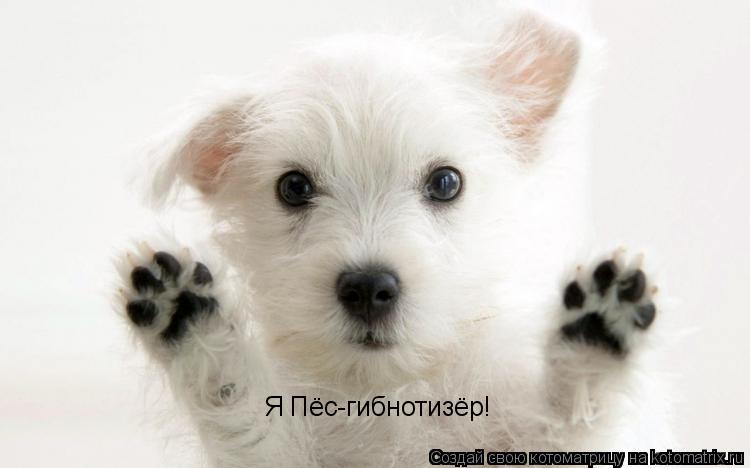 Котоматрица: Я Пёс-гибнотизёр!