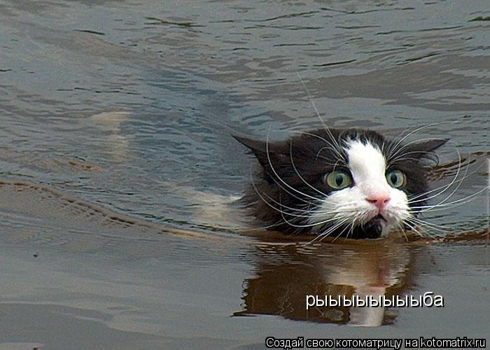 Котоматрица: рыыыыыыыыба