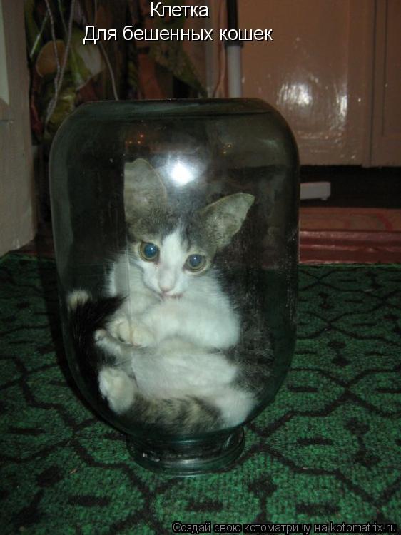 Котоматрица: Клетка Для бешенных кошек