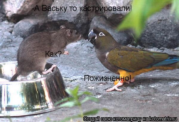 Котоматрица: -А Ваську то кастрировали! Как? Пожизненно!