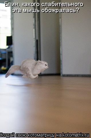Котоматрица: Блин, какого слабительного  эта мышь обожралась?