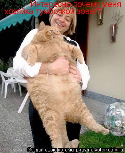 Котоматрица: Интересно почему меня  хозяйка тумбочкой зовёт?