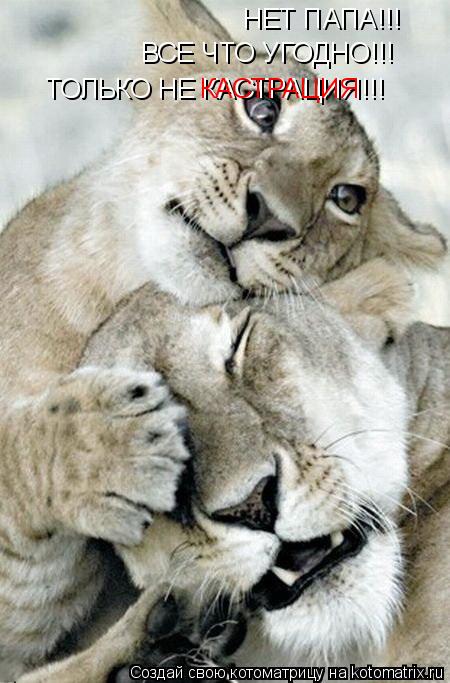 Котоматрица: ВСЕ ЧТО УГОДНО!!! ТОЛЬКО НЕ КАСТРАЦИЯ!!! НЕТ ПАПА!!! КАСТРАЦИЯ