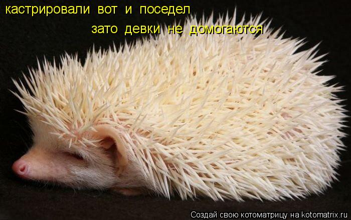 Котоматрица: кастрировали  вот  и  поседел зато  девки  не  домогаются