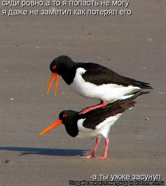 Котоматрица: сиди ровно,а то я попасть не могу -а ты ужже засунул  я даже не заметил как потерял его