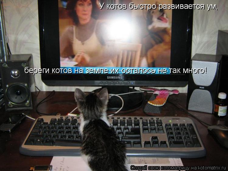 Котоматрица: У котов быстро развивается ум, береги котов на земле их осталось не так много! береги котов на земле их осталось не так много!