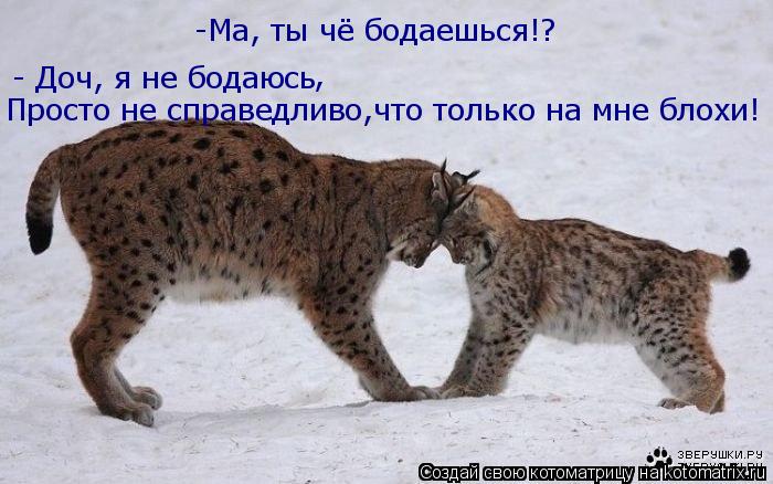 Котоматрица: -Ма, ты чё бодаешься!?  - Доч, я не бодаюсь  Просто не справедливо,что только на мне блохи! ,