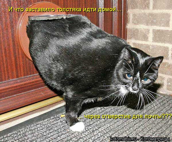 Котоматрица: И что заставило толстяка идти домой...  ... через отверстие для почты???