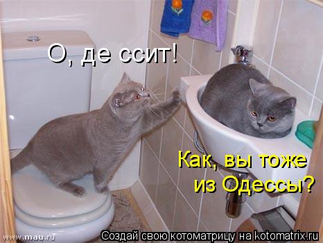 Котоматрица: Как, вы тоже  из Одессы? О, де ссит!