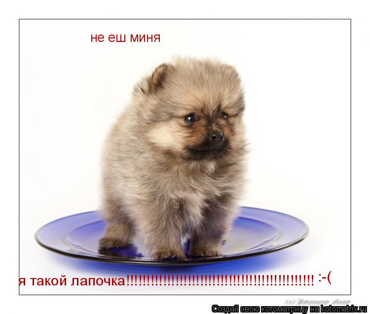 Котоматрица: не еш миня я такой лапочка!!!!!!!!!!!!!!!!!!!!!!!!!!!!!!!!!!!!!!!!!!!!!! :-(