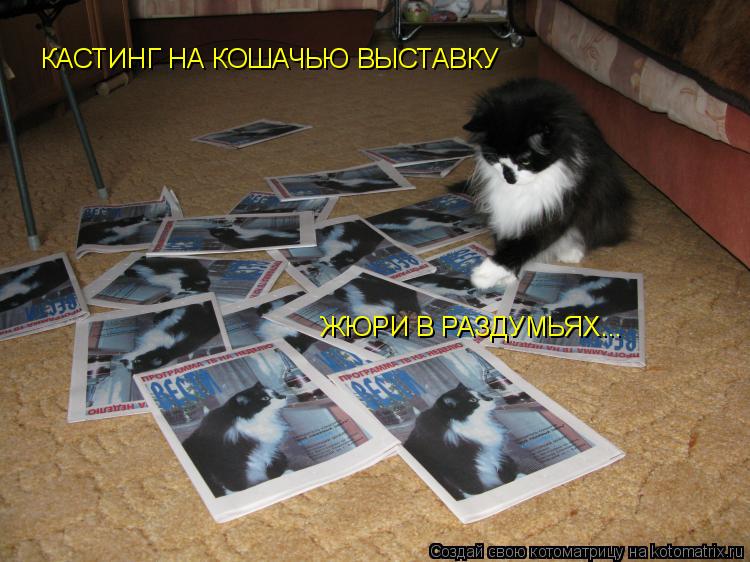 Котоматрица: КАСТИНГ НА КОШАЧЬЮ ВЫСТАВКУ ЖЮРИ В РАЗДУМЬЯХ...
