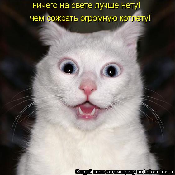 Котоматрица: ничего на свете лучше нету! чем сожрать огромную котлету!