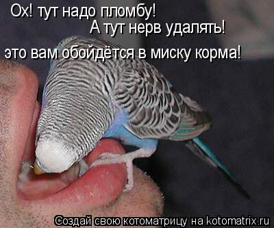 Котоматрица: Ох! тут надо пломбу! А тут нерв удалять! это вам обойдётся в миску корма!