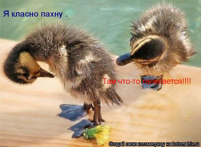 Котоматрица: Я класно пахну . Там что-то телепается!!!!