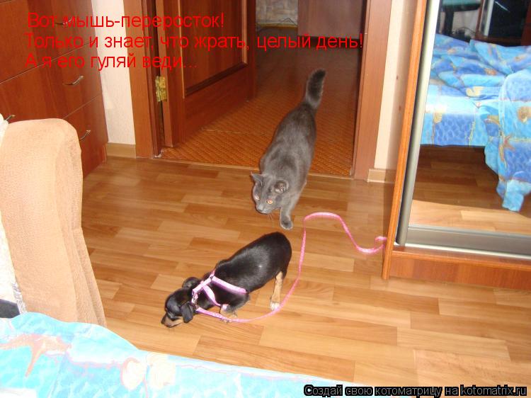 Котоматрица: Вот мышь-переросток! Только и знает, что жрать, целый день! А я его гуляй веди...