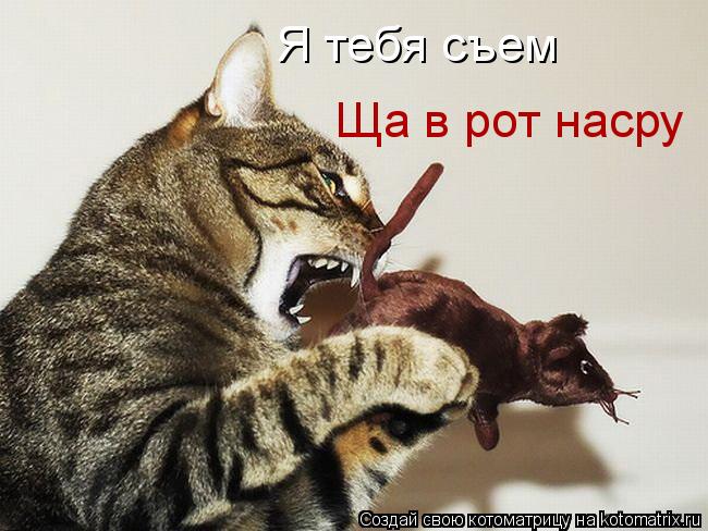 Котоматрица: Я тебя съем Ща в рот насру