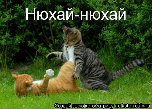 Котоматрица: Нюхай-нюхай