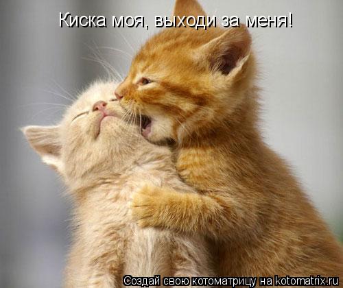 Котоматрица: Киска моя, выходи за меня!