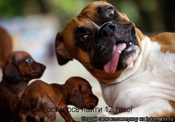 Котоматрица: осталось найти 12 такс!