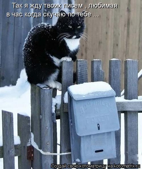 Котоматрица: Так я жду твоих писем , любимая  в час когда скучаю по тебе ...