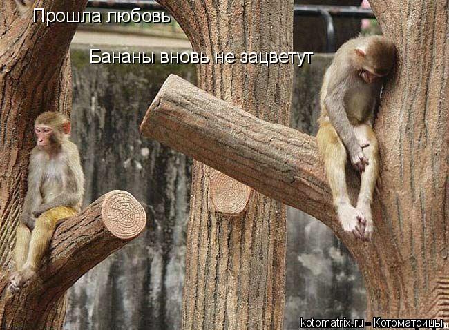 Котоматрица: Прошла любовь Бананы вновь не зацветут